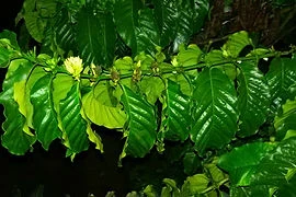 robusta1.jpg